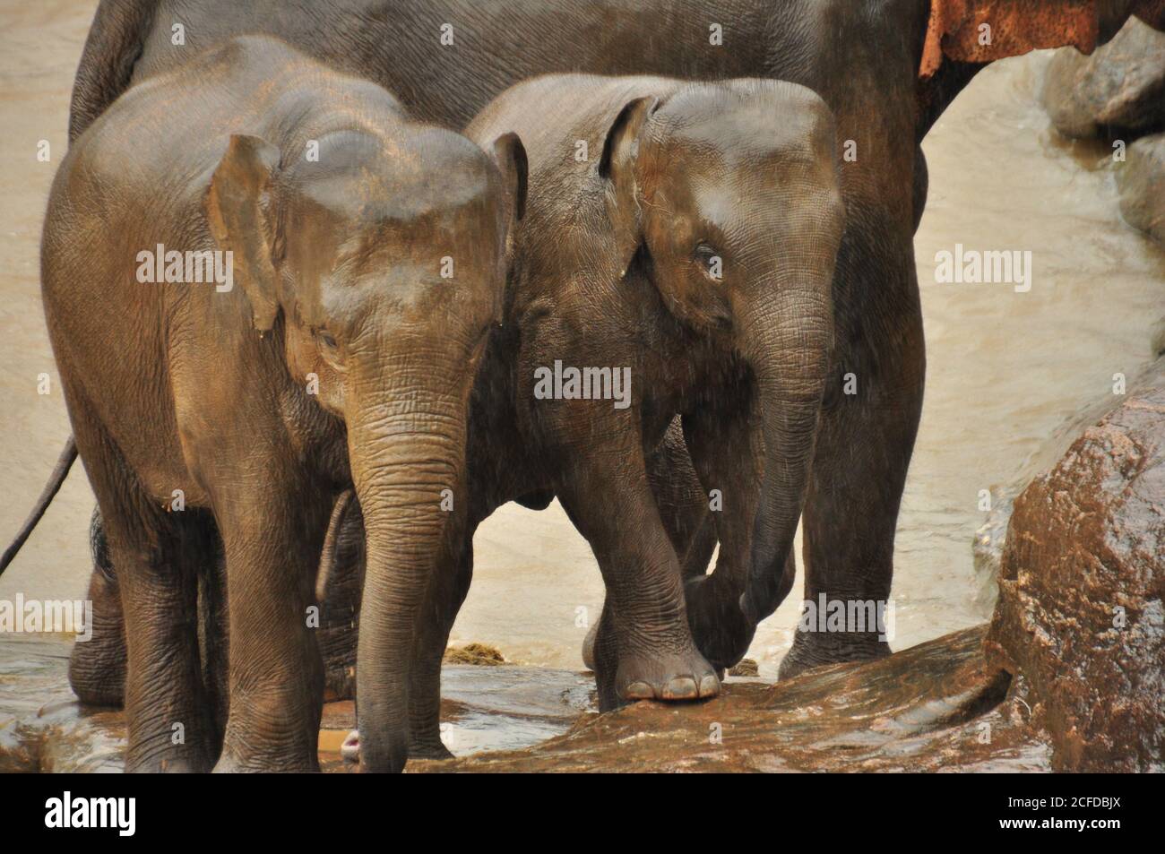 Sri Lanka Elephant (Elephas maximus maximus) Kälber stehen in der Regenzeit am Flussufer im Pinnawala Elephant Waisenhaus, Sri Lanka. Stockfoto