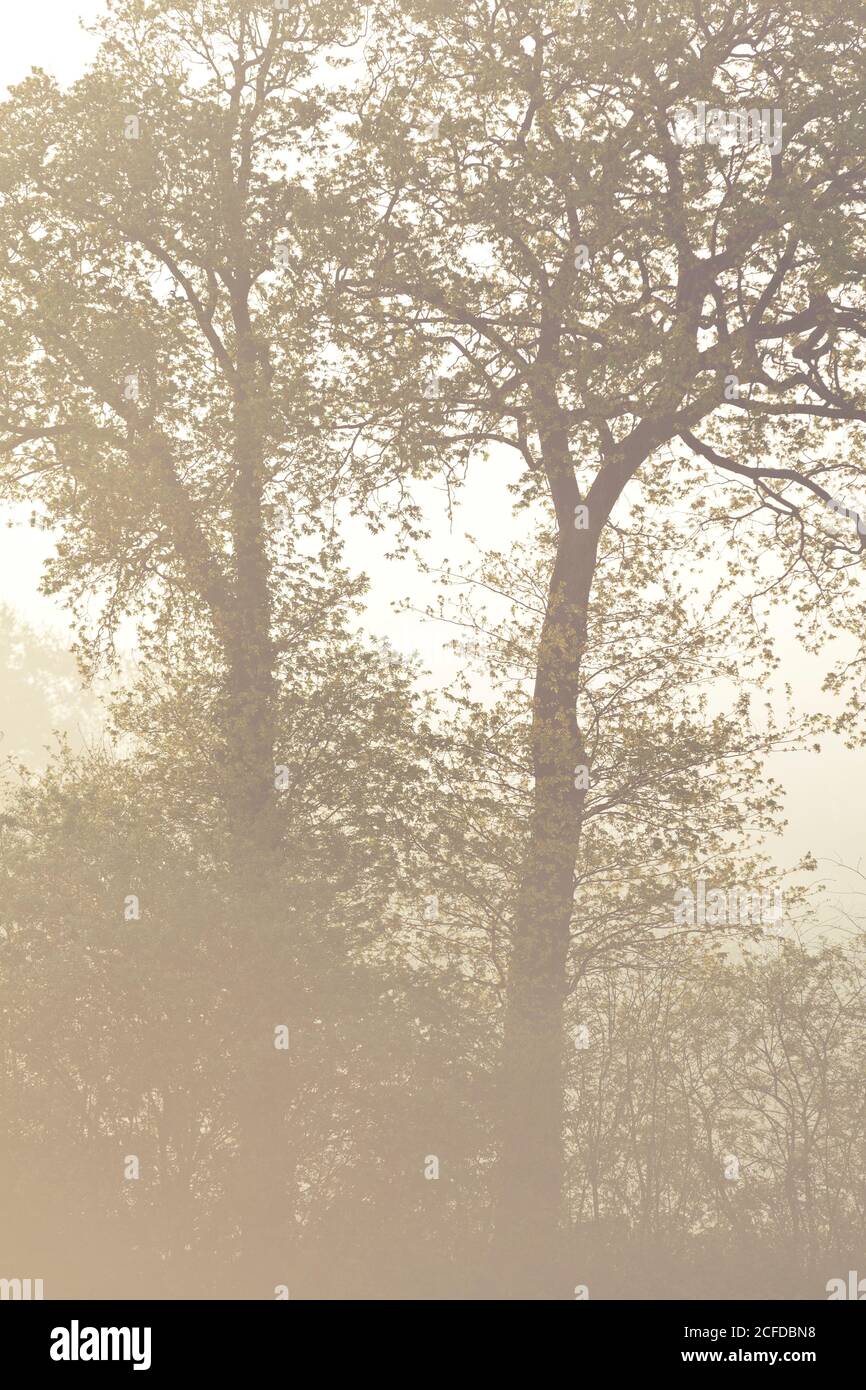 Baumsilhouetten im Morgennebel, Eichen im Frühling Stockfoto