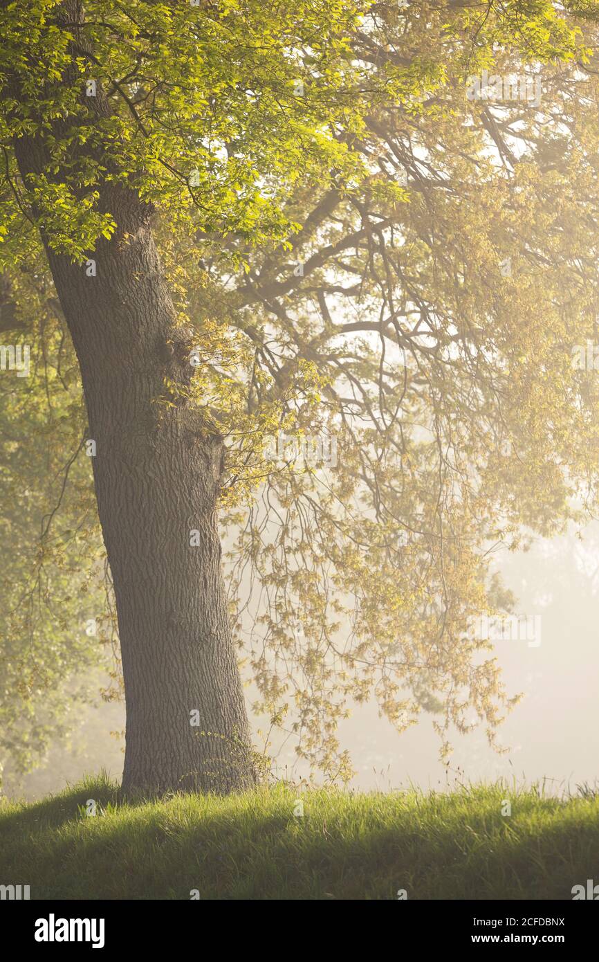 Alte Eiche einer Allee im Morgennebel Stockfoto