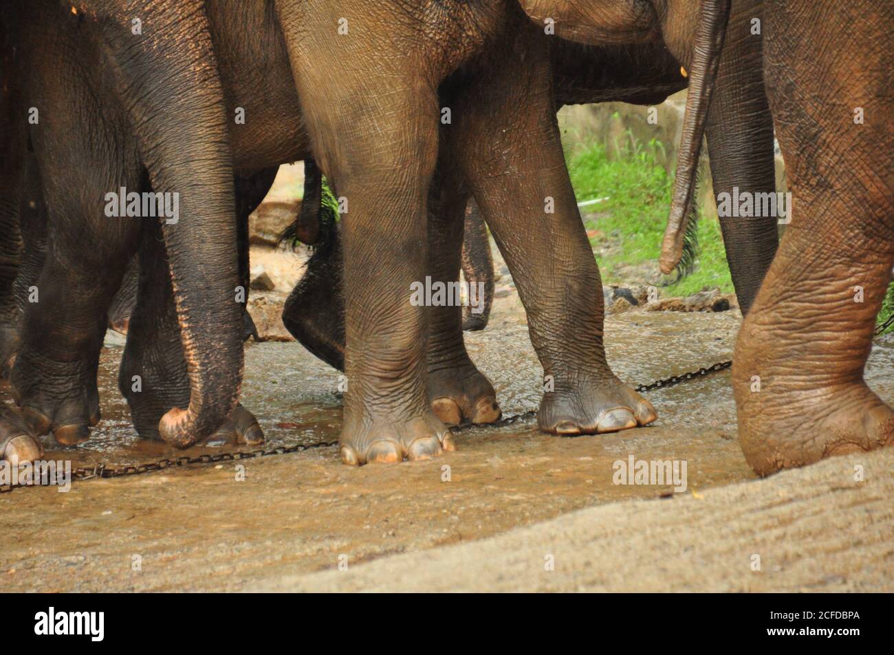 Sri Lanka Elephant (Elephas maximus maximus) Herde aus der Nähe vorgestellt, Wandern während der Regenzeit im Pinnawala Elephant Orphanage, Sri Lanka. Stockfoto