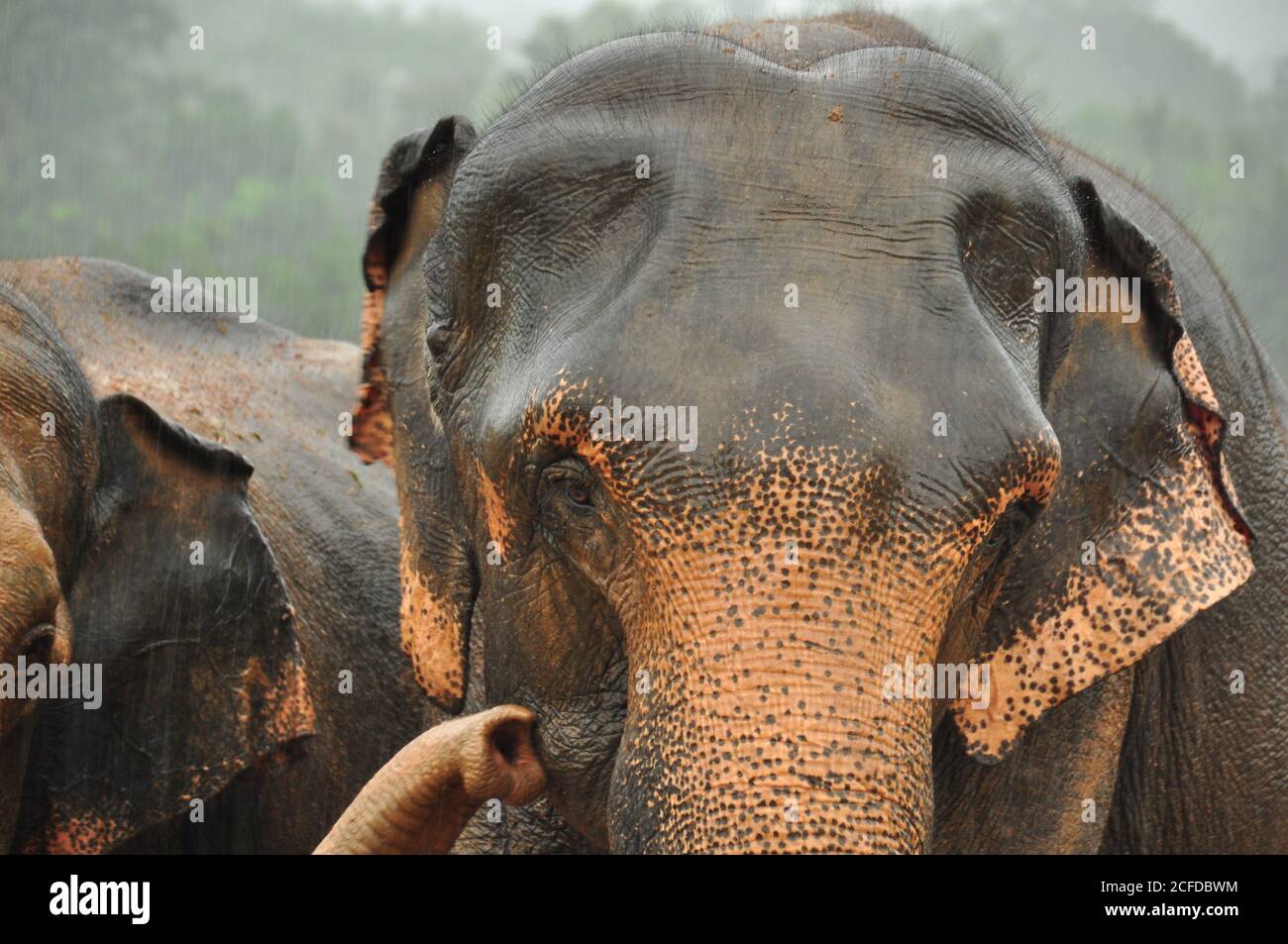 Sri Lanka Elephant (Elephas maximus maximus) aus nächster Nähe vorgestellt, während der Regenzeit im Pinnawala Elephant Waisenhaus, Sri Lanka. Stockfoto