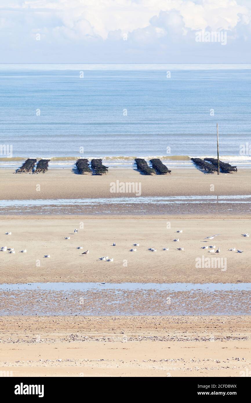 Oyster Farming am Utah Beach in der Normandie, Landungsstrände Stockfoto