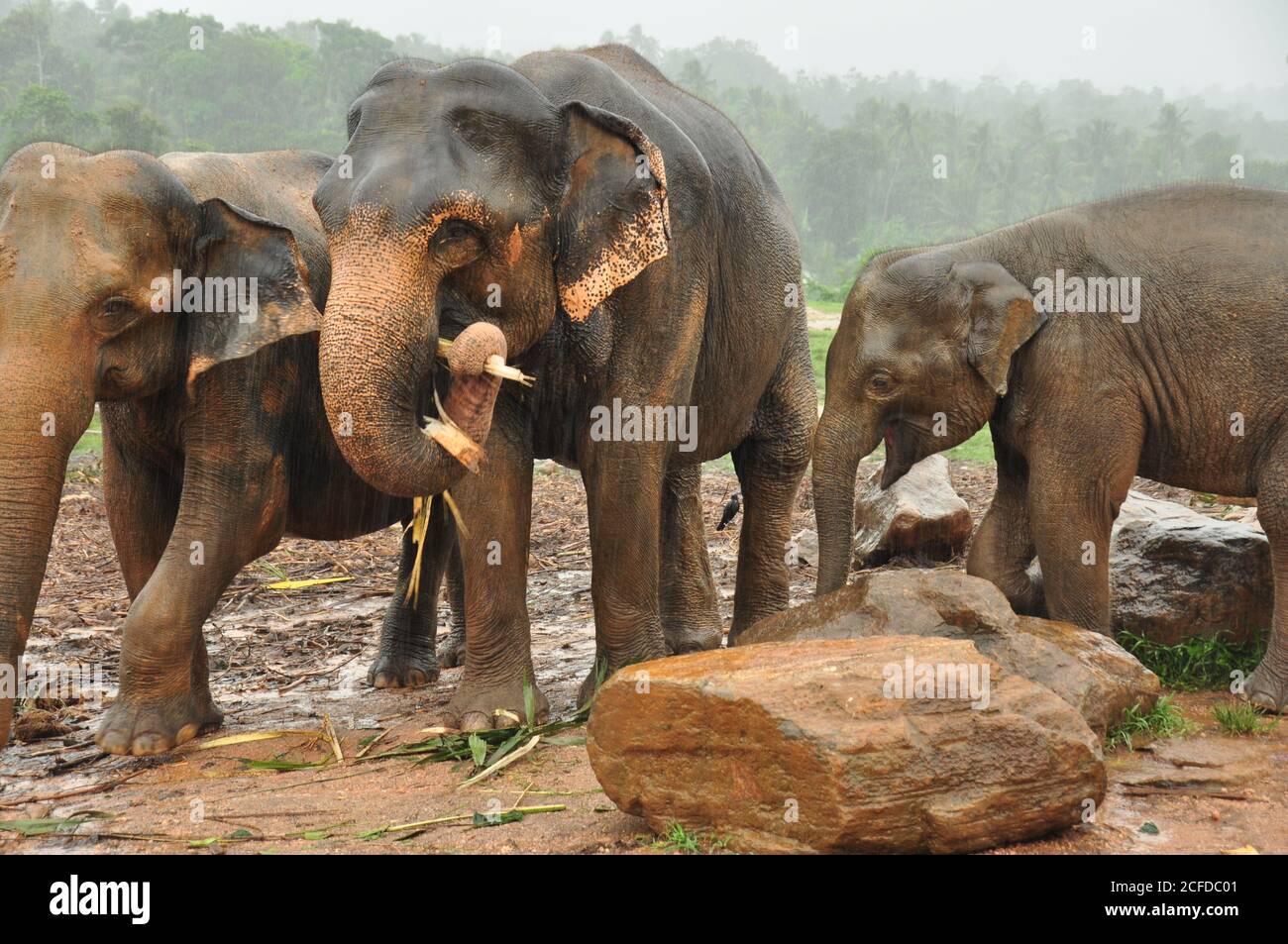 Sri Lanka Elephant (Elephas maximus maximus) Herde essen zusammen während der Regenzeit im Pinnawala Elephant Waisenhaus, Sri Lanka. Stockfoto