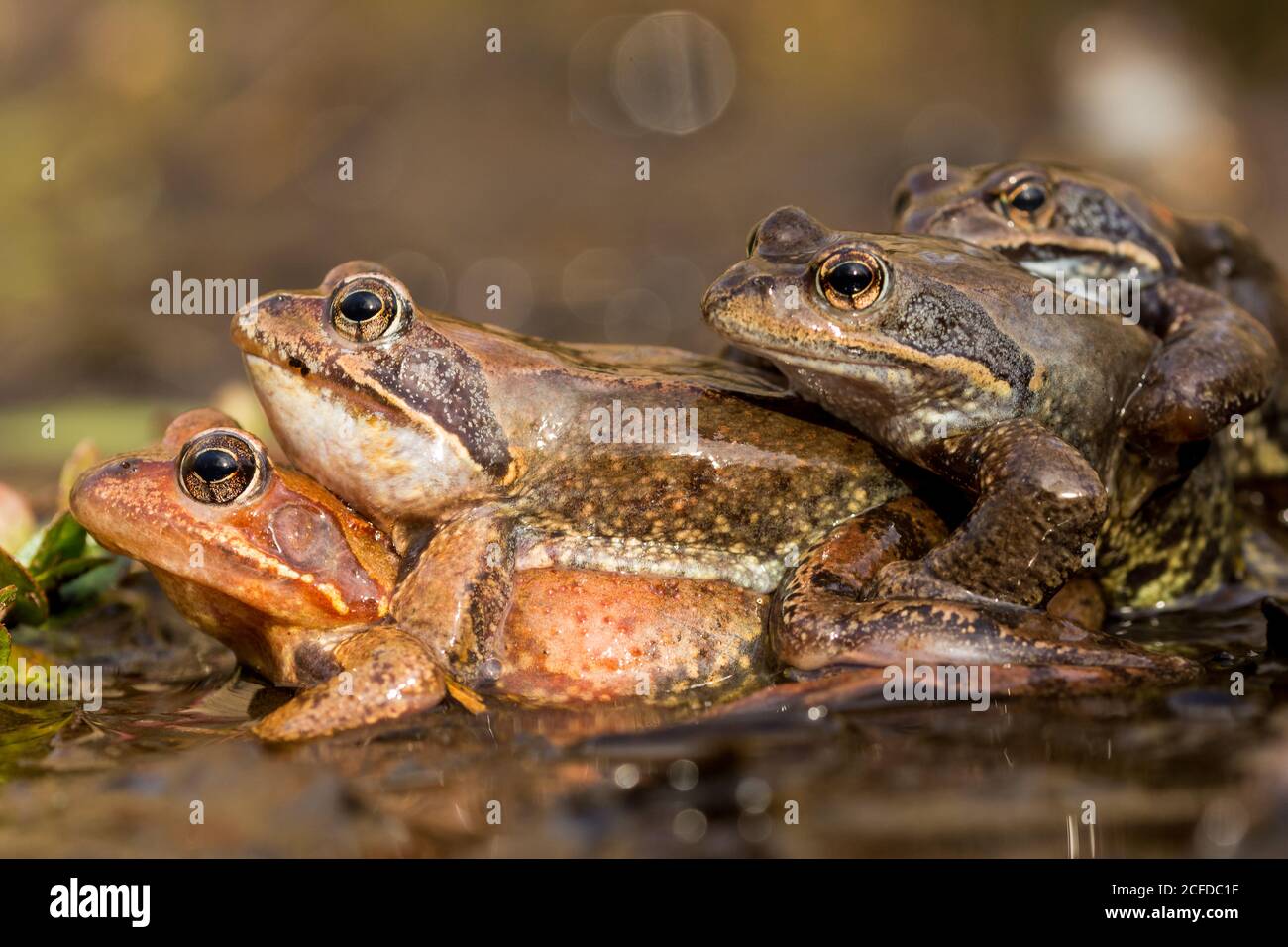 Gestapelte Frösche im Wasser Stockfoto