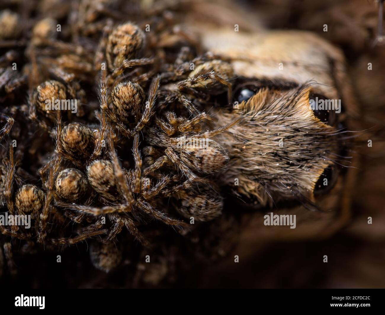 Von oben kriechen giftige Taranteln mit vier Tieren auf Beute Augen Stockfoto
