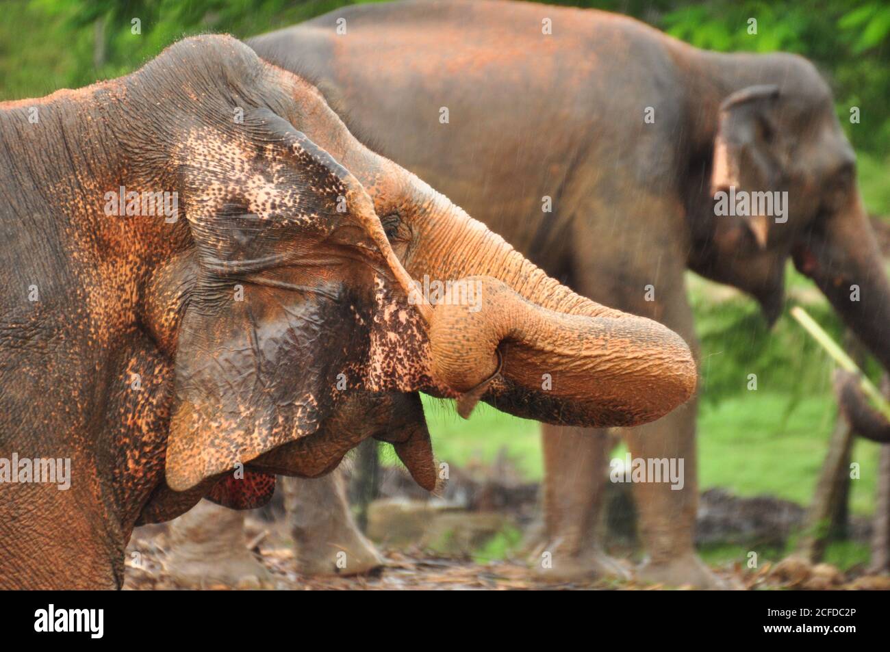 Sri Lanka Elephant (Elephas maximus maximus) aus der Nähe mit Stamm, während der Regenzeit im Pinnawala Elephant Orphanage, Sri Lanka. Stockfoto