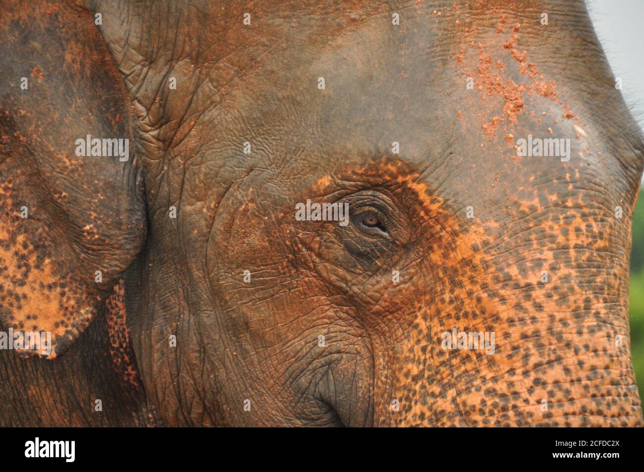 Sri Lanka Elephant (Elephas maximus maximus) aus nächster Nähe vorgestellt, während der Regenzeit im Pinnawala Elephant Waisenhaus, Sri Lanka. Stockfoto