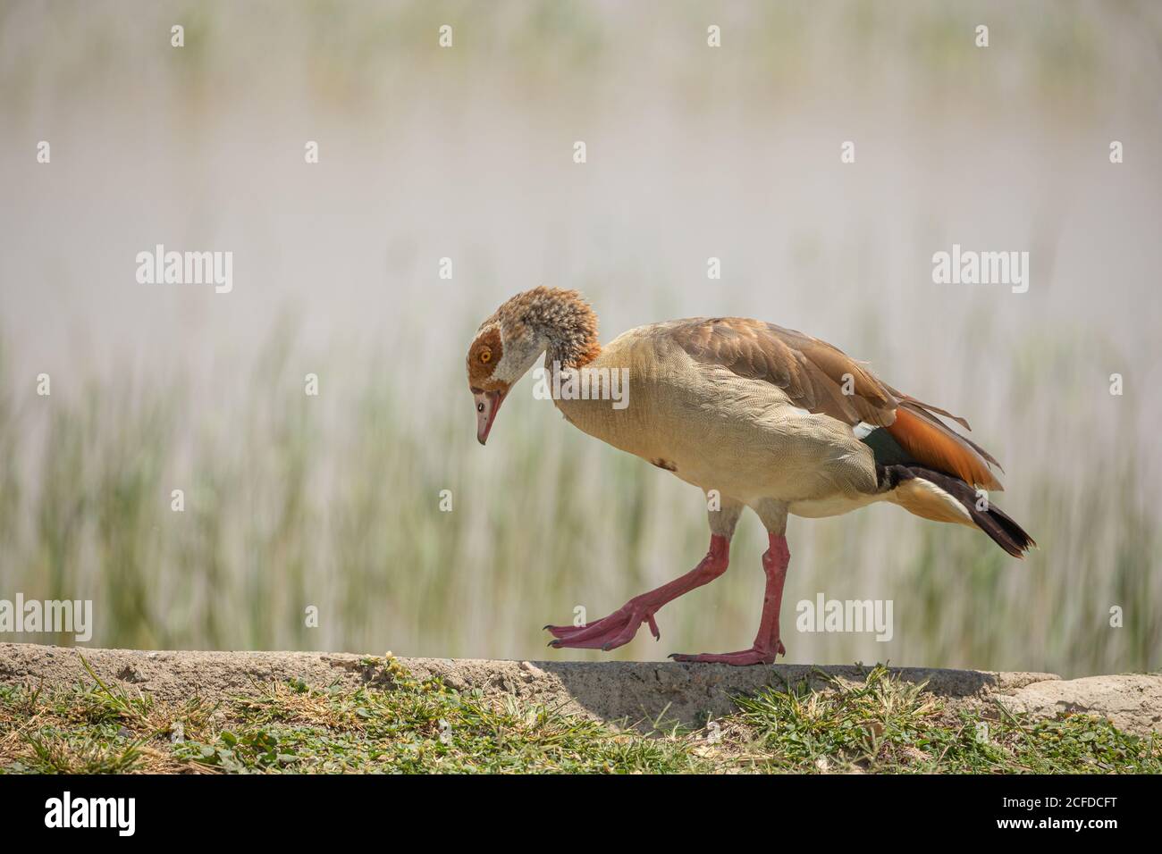 Seitenansicht der Gans mit buntem Gefieder, das in der Nähe des Sees läuft An sonnigen Tag Stockfoto