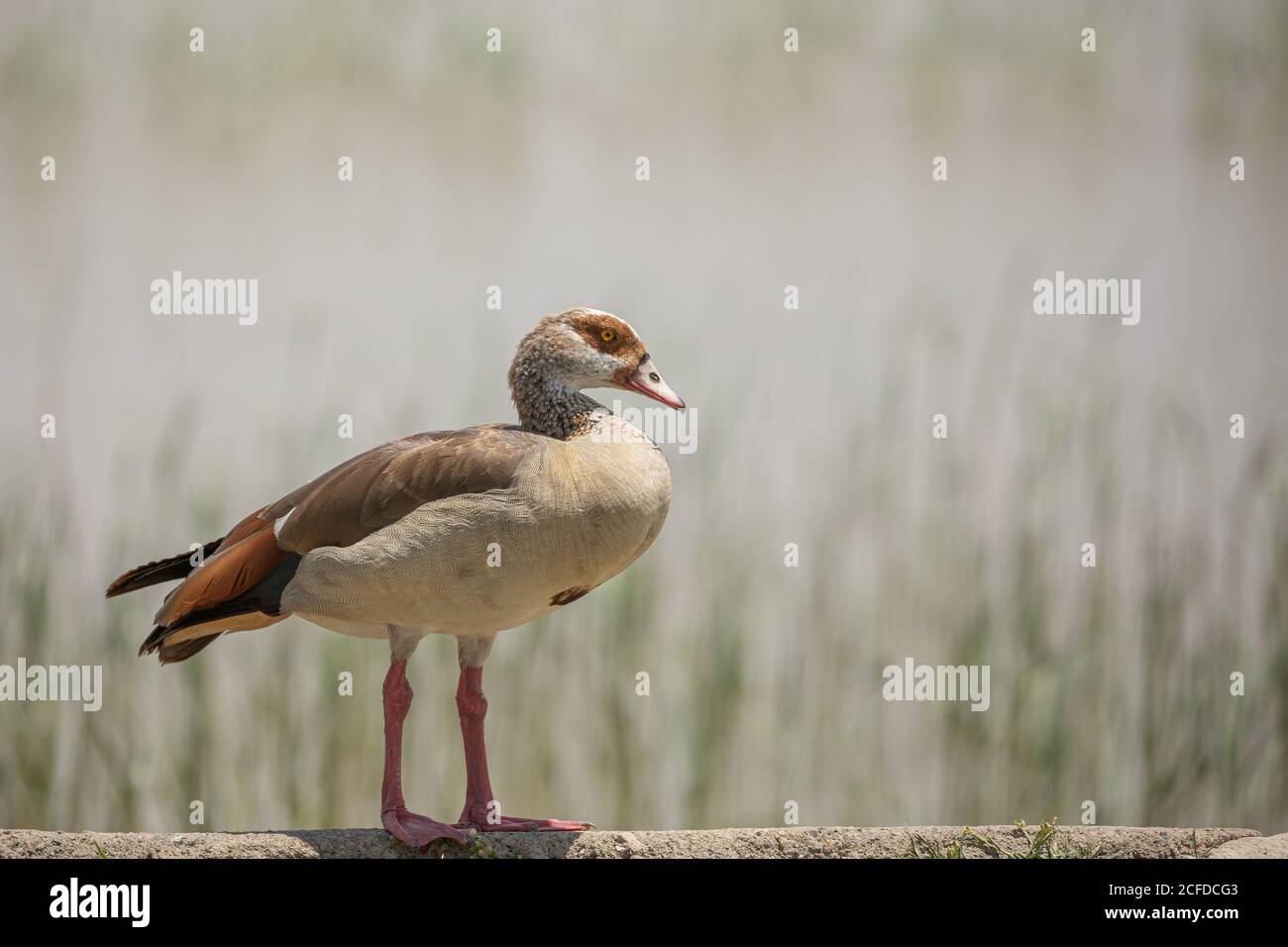 Seitenansicht der Gans mit buntem Gefieder, das in der Nähe des Sees läuft An sonnigen Tag Stockfoto