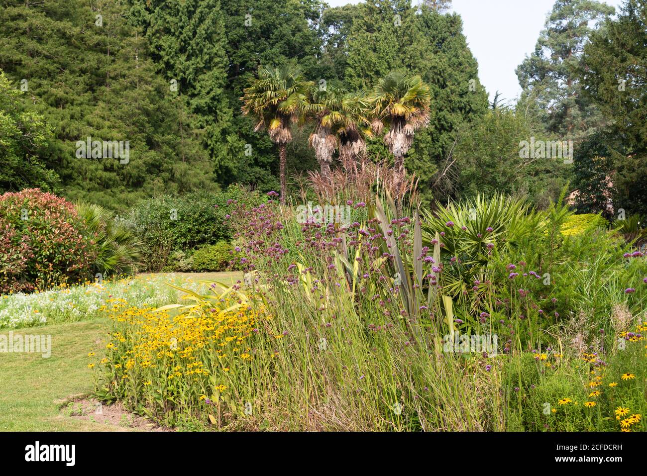 Blumengrenze mit Verbena und Rudbeckia vor Chusan Handflächen Stockfoto