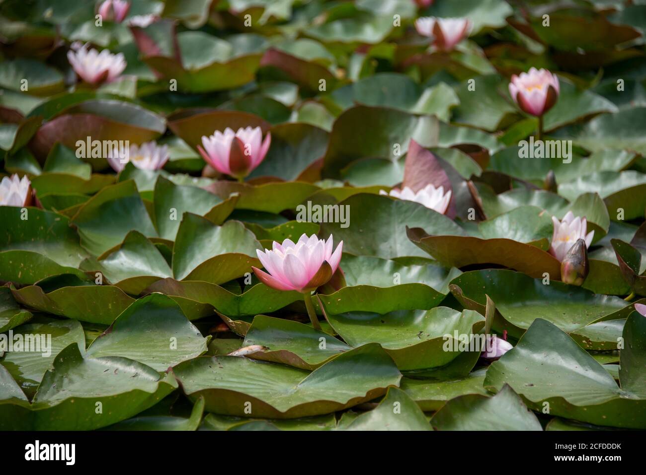 Seerosen blühen im Wörlitzer Park Stockfotografie - Alamy