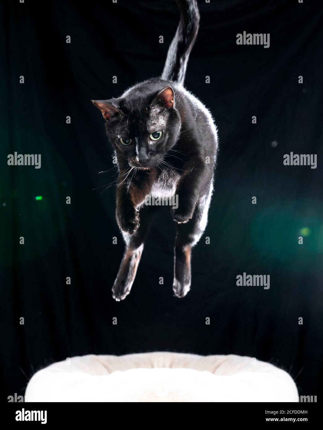 Schwarze Katze springt in die Luft auf schwarzem Hintergrund Mit grünen Fackeln Stockfoto