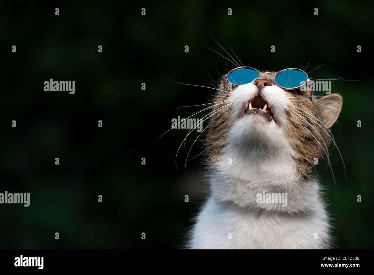 Tabby weiße britische Kurzhaarkatze trägt lustige Suglasses und schaut in den Himmel Vögel beobachten Stockfoto