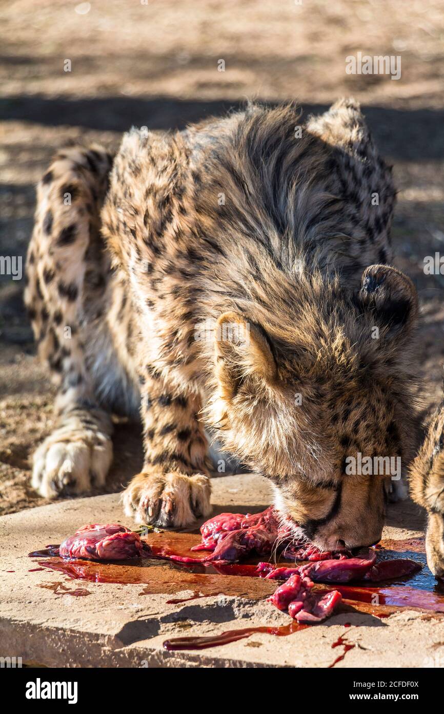 Gepard-Fütterung im 'Quivertree Forest Rest Camp, Keetmanshoop, Namibia Stockfoto