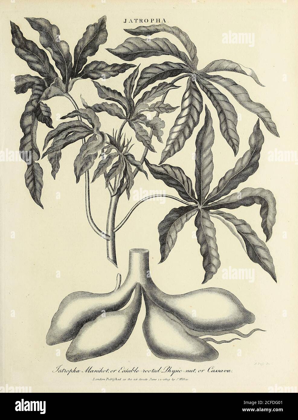 Jatropha - Cassava oder Tapioca Pflanze (Manihot esculenta) Jatropha Manihot oder essbar verwurzelt Physische Nuss Kupferstich aus der Encyclopedia Londinensis oder, Universal Wörterbuch der Künste, Wissenschaften und Literatur; Band X; herausgegeben von Wilkes, John. Veröffentlicht 1811 in London Stockfoto