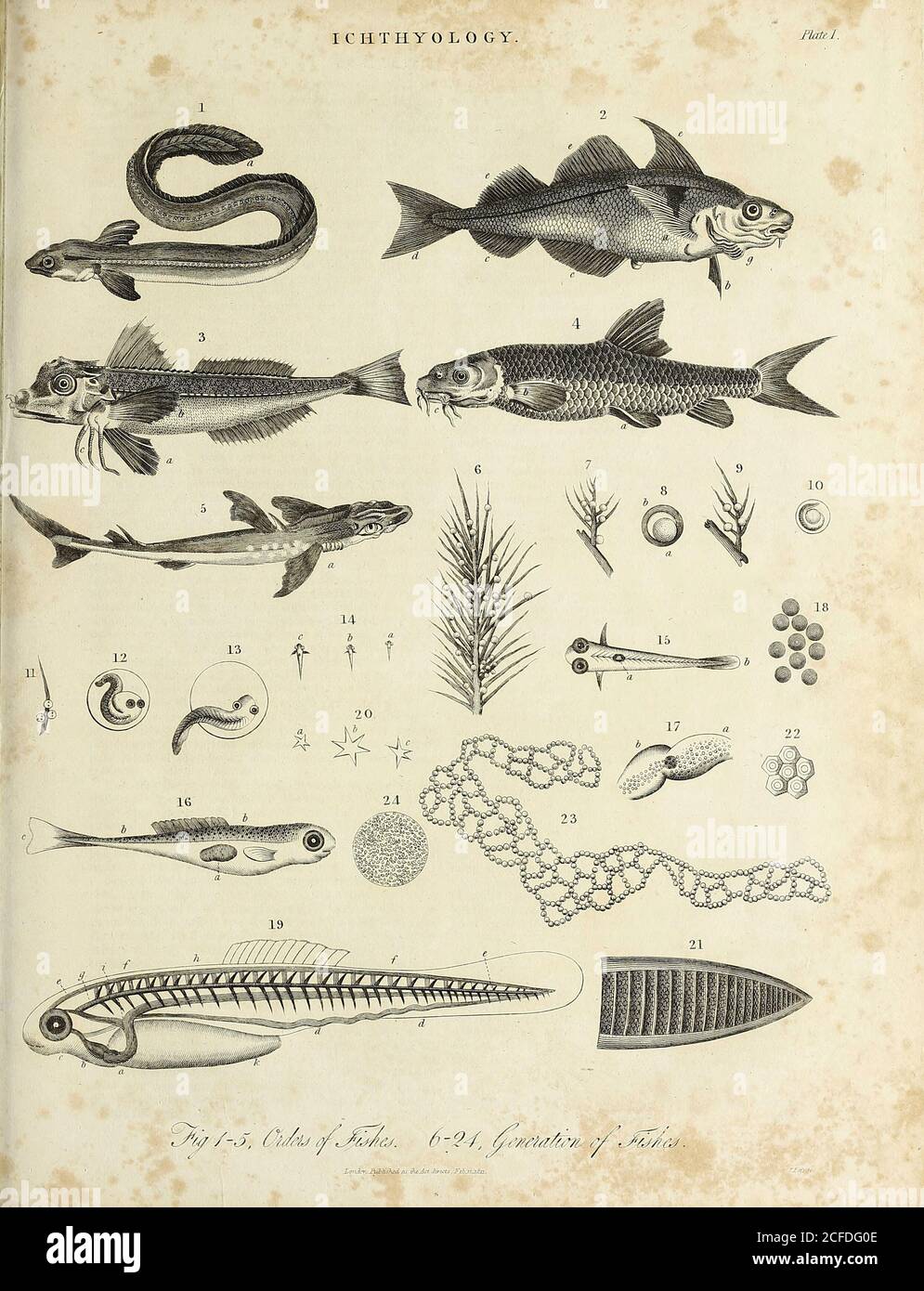 Ichthyologie Orden der Fische und Erzeugung der Fische Kupferstich aus der Encyclopaedia Londinensis oder, Universal Wörterbuch der Künste, Wissenschaften und Literatur; Band X; herausgegeben von Wilkes, John. Veröffentlicht 1811 in London Stockfoto