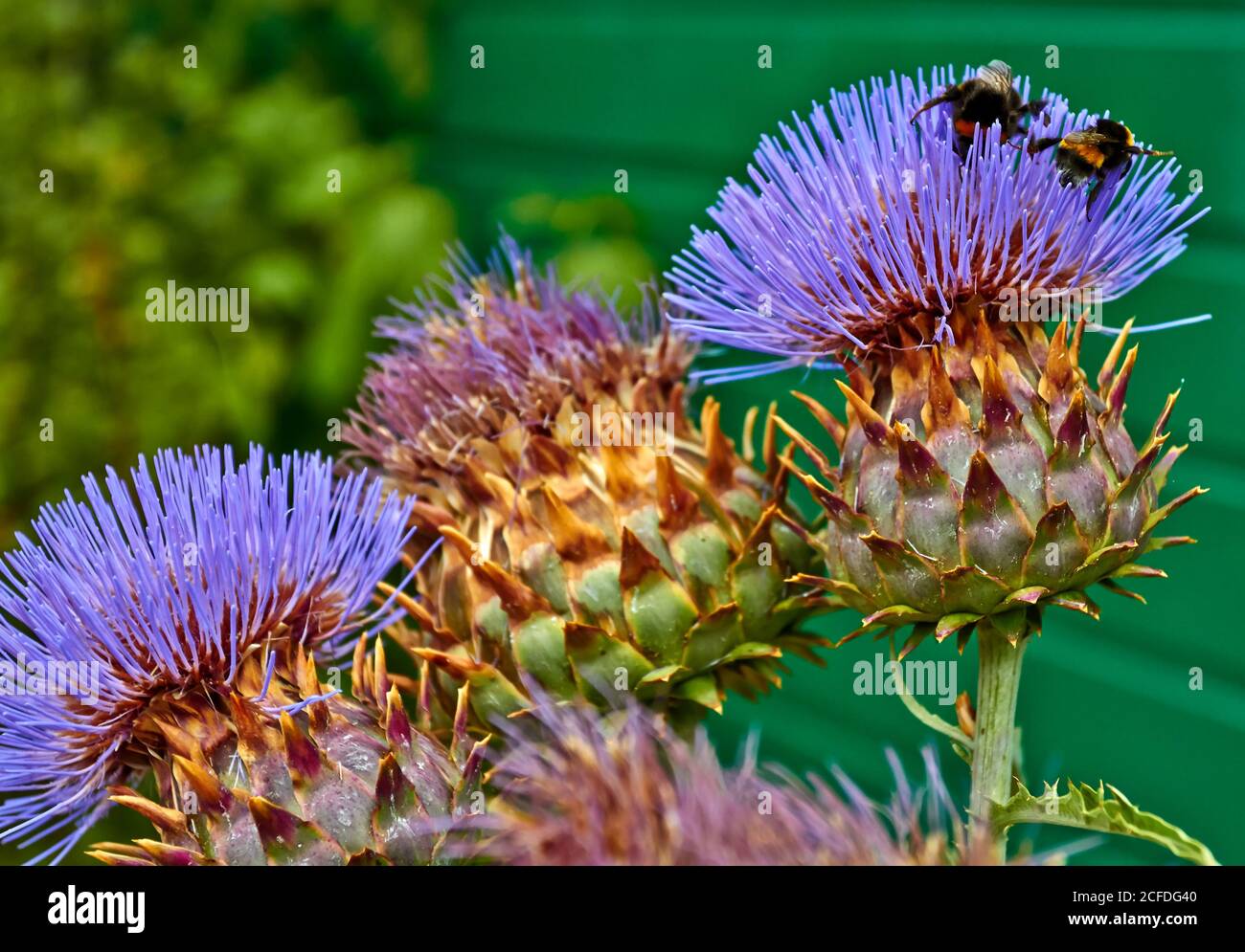 Sommer blüht mit Bienen in Arnhem. Niederlande Juli 2018 Stockfoto