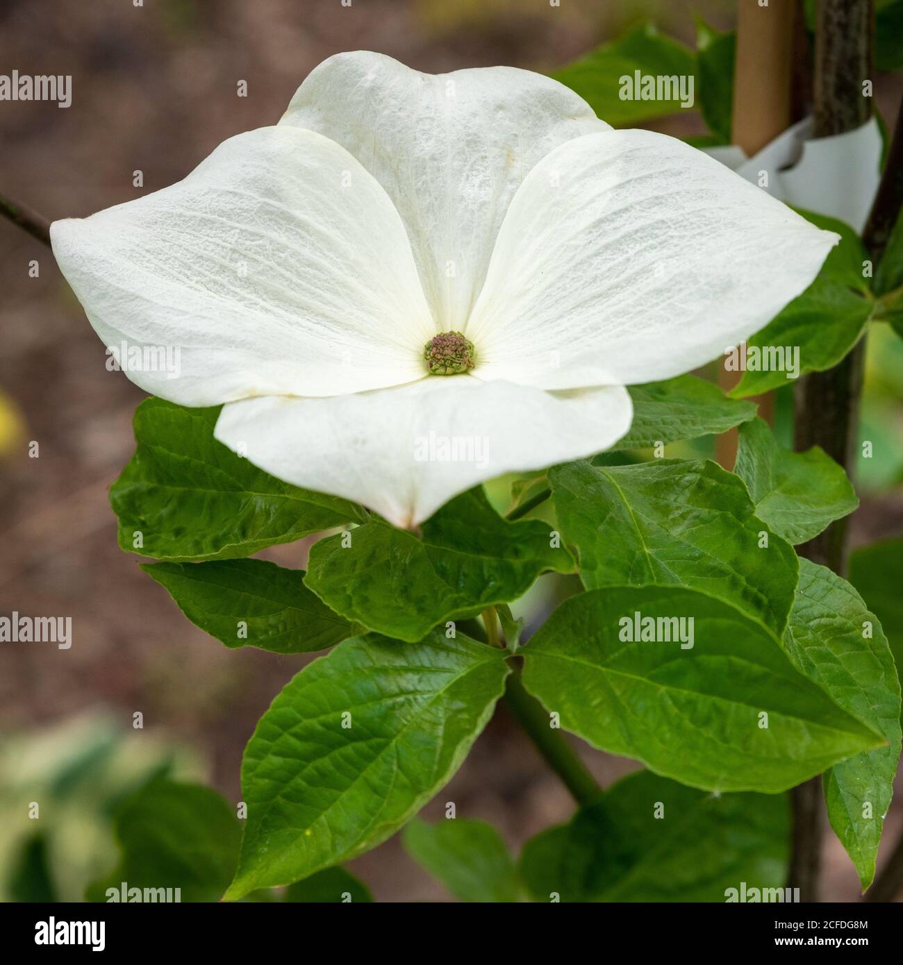 Cornus 'Eddie's White Wonder' Stockfoto