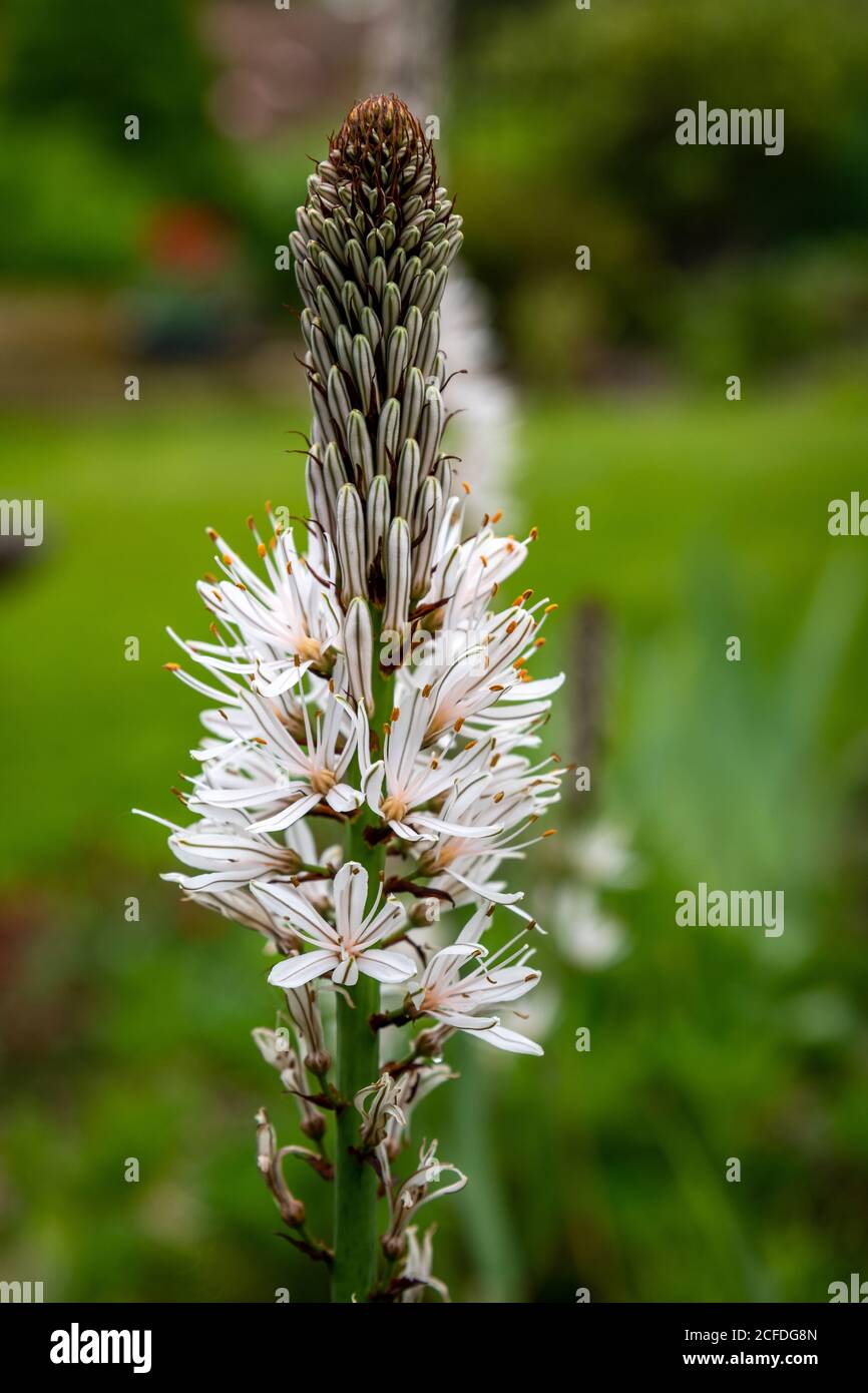 Weiße Asphodel (Asphodelus Albus) Stockfoto