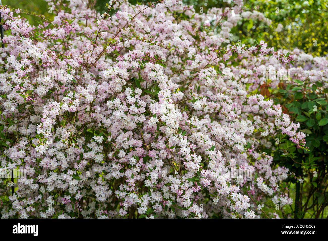 Japanische Schneeblume, Deutzia x elegans Rosealind Stockfoto