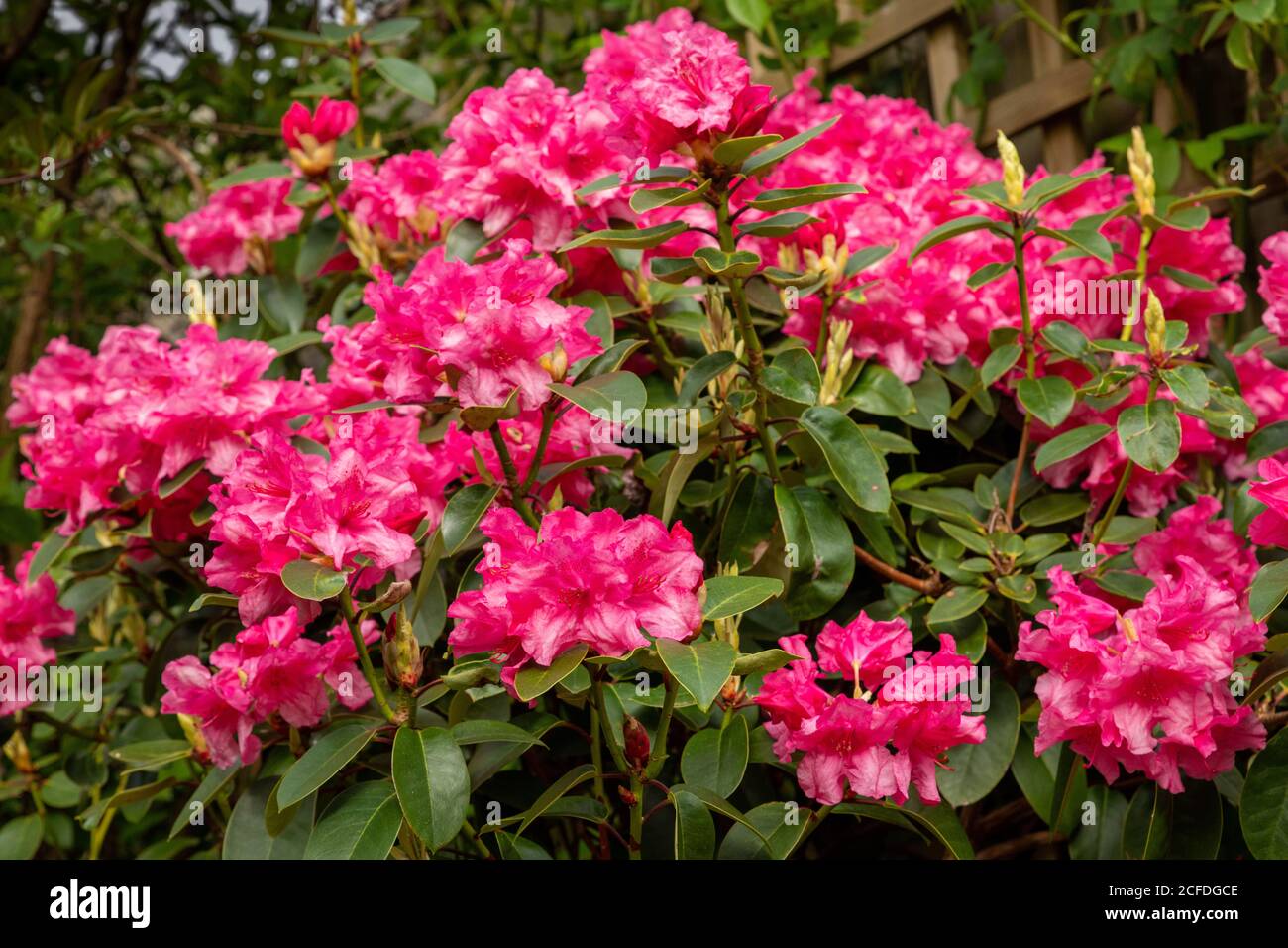 Rhododendron rosa Perle Stockfoto