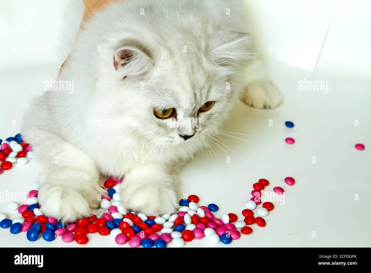 Junge Katze auf weißem Hintergrund mit Süßigkeiten Stockfoto