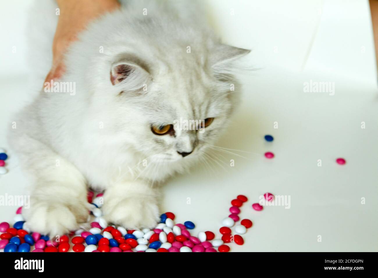 Junge Katze auf weißem Hintergrund mit Süßigkeiten Stockfoto