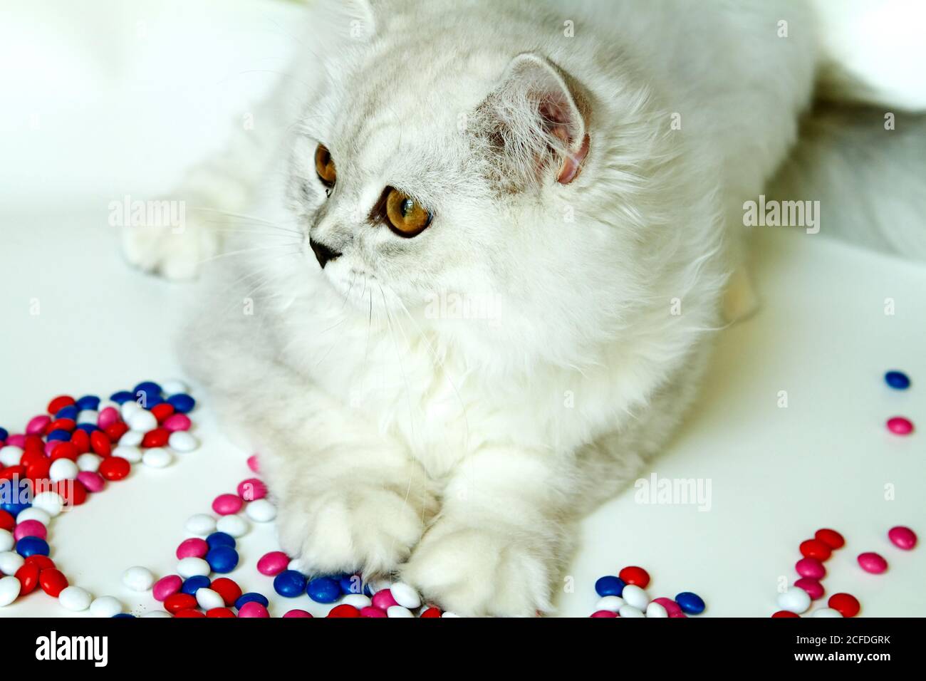 Junge Katze auf weißem Hintergrund mit Süßigkeiten Stockfoto