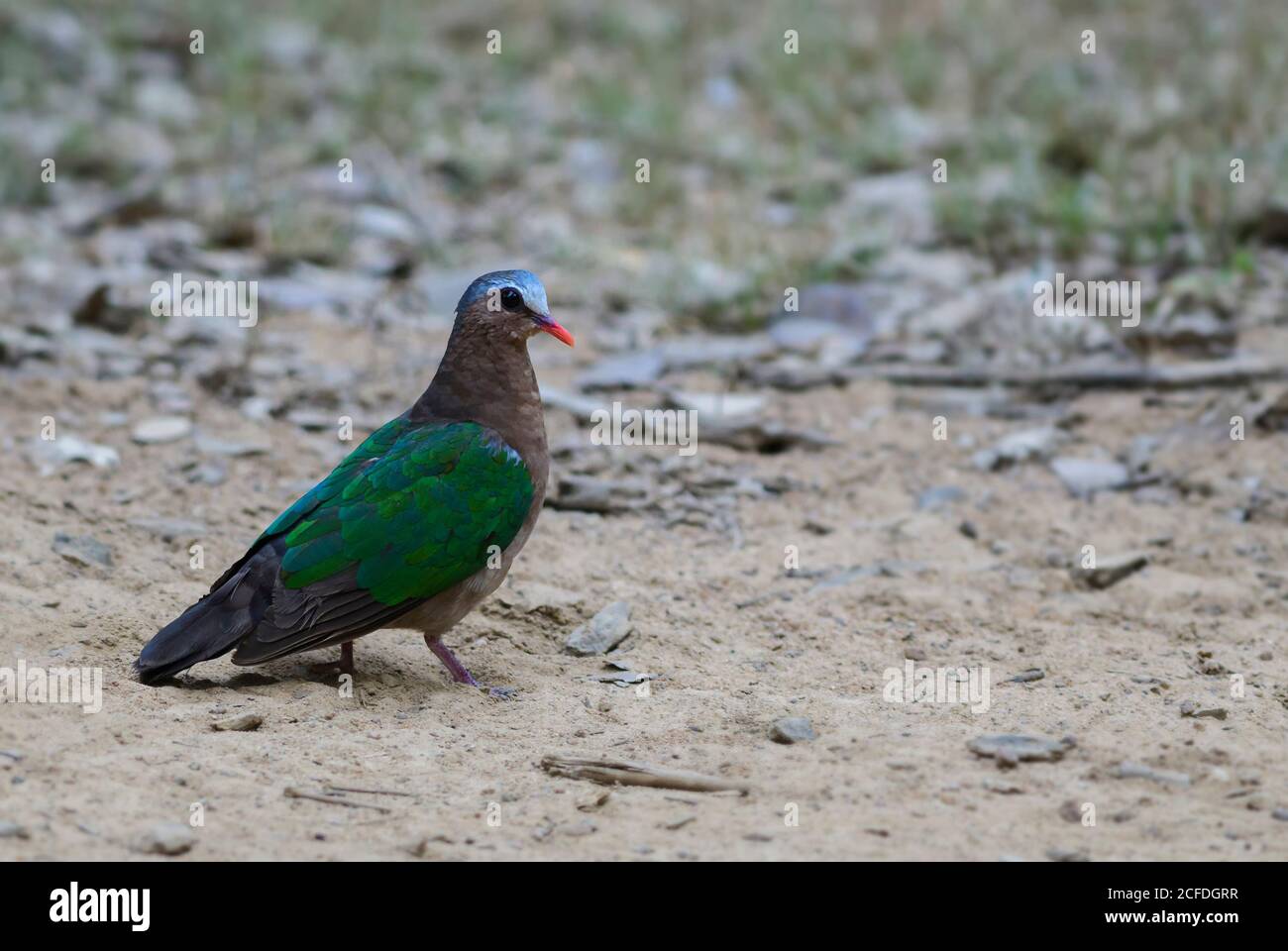 Emerald Dove - Chalcophaps indica, schöne farbige Taube aus asiatischen Wäldern, Sri Lanka. Stockfoto