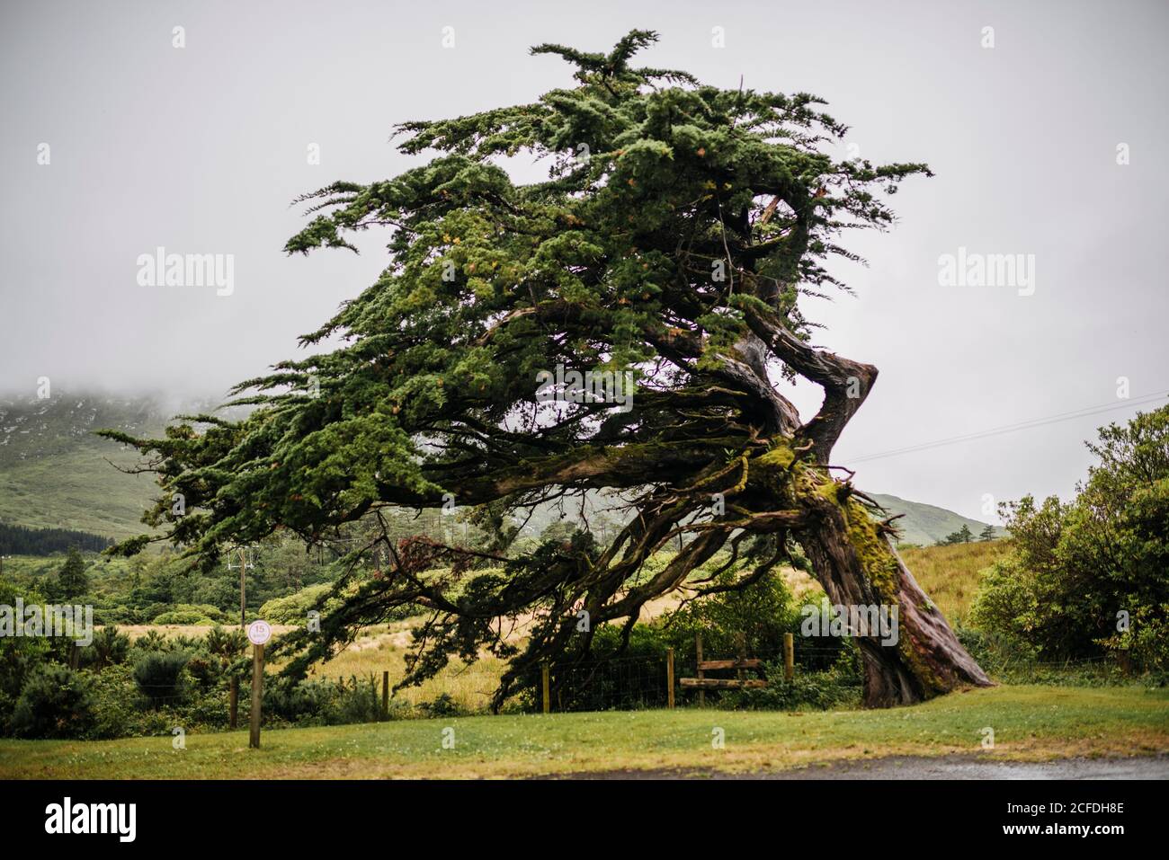 Geneigter Baum durch das Wetter gekennzeichnet, Irland Stockfoto