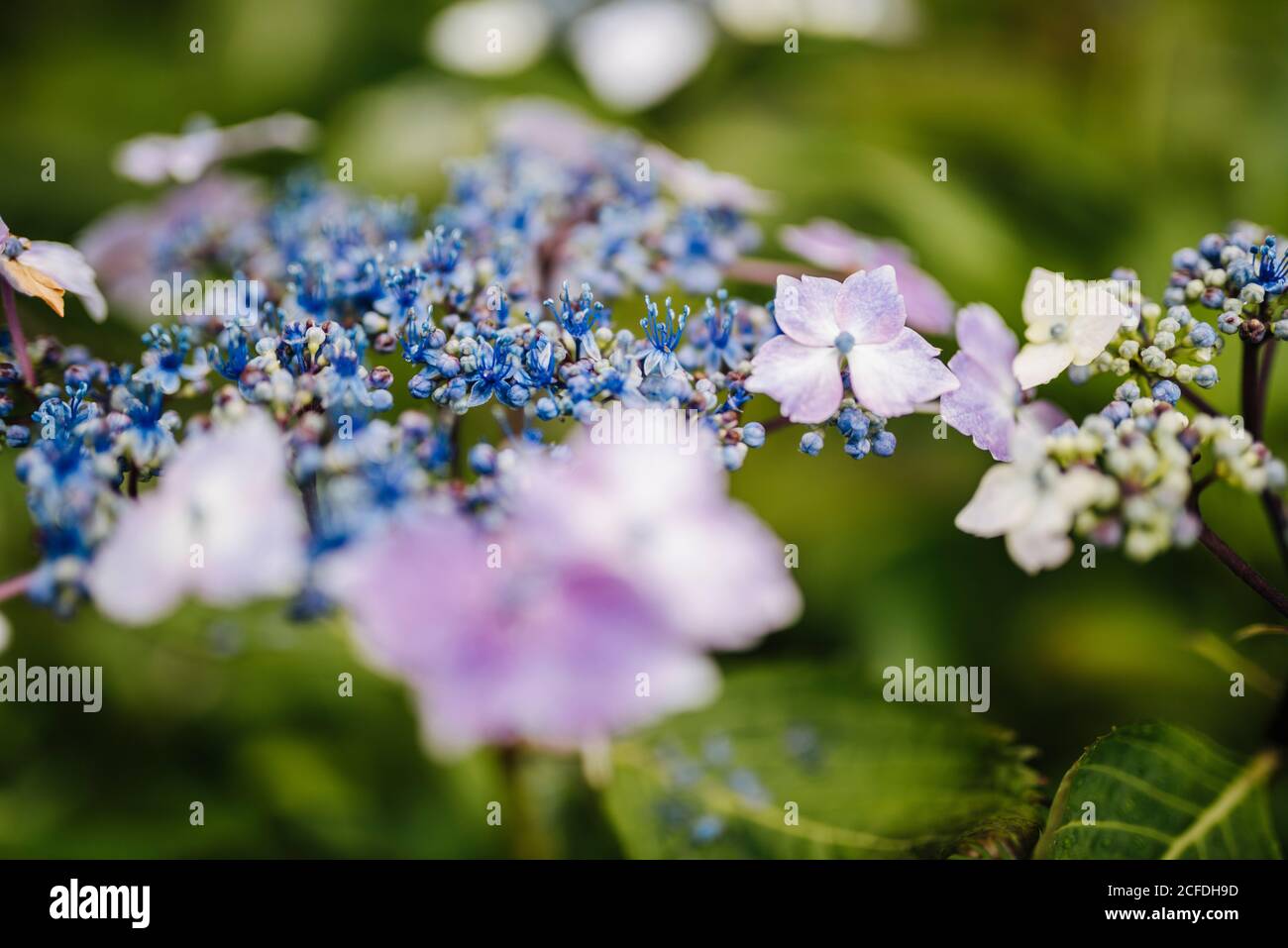 Detail einer blühenden Hortensien, im viktorianischen 'Walled Garden' der Kylemore Abbey Stockfoto