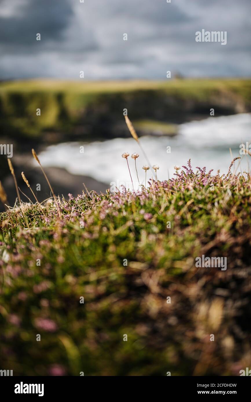 Gräser und Heidekraut wachsen auf den Klippen von Mullaghmore Head, Irland Stockfoto
