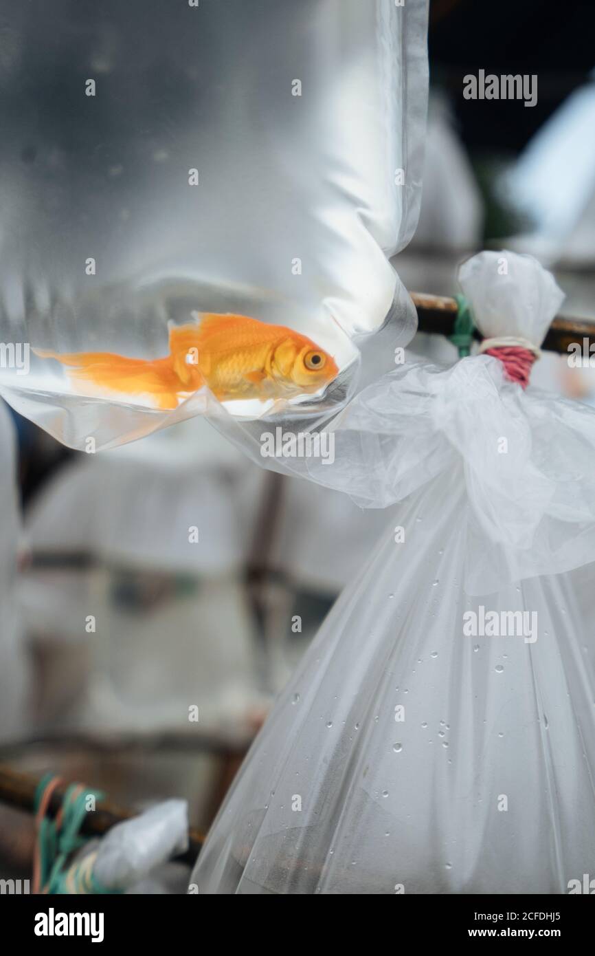 Von unten schwimmende Goldfische im Plastikbeutel Marktstand Stockfoto