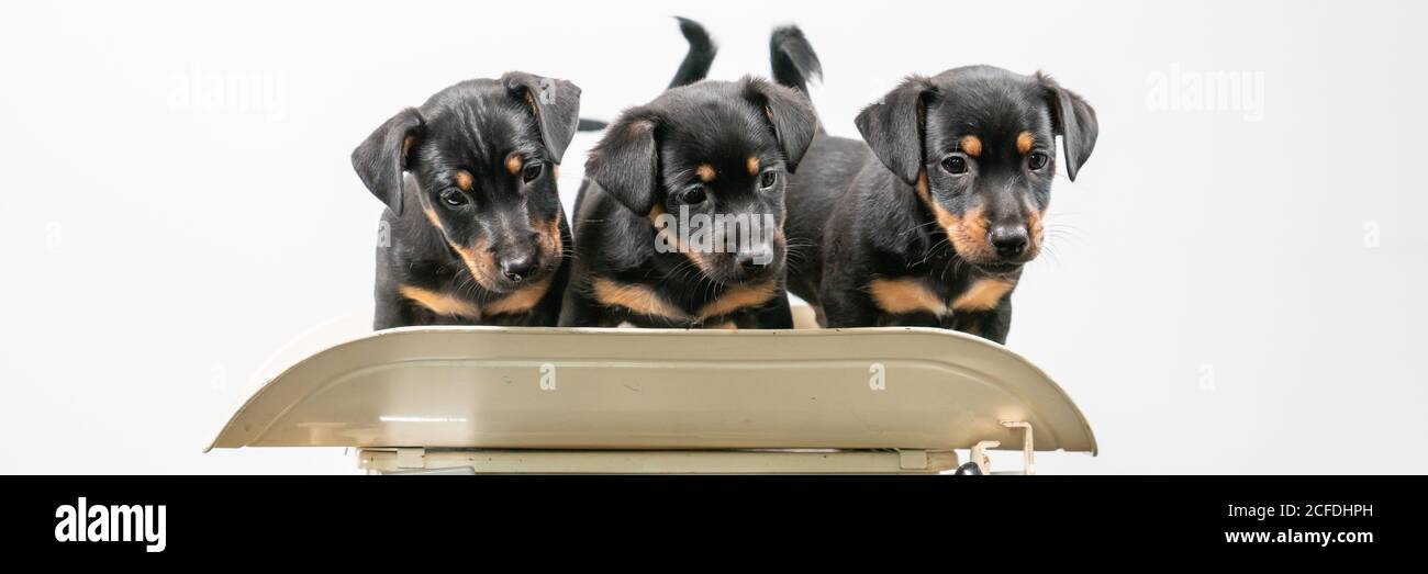 Drei Jack Russell Terrier Welpen posieren auf einem Vintage Baby Skala, weißer Hintergrund. Cover oder soziale Medien Stockfoto