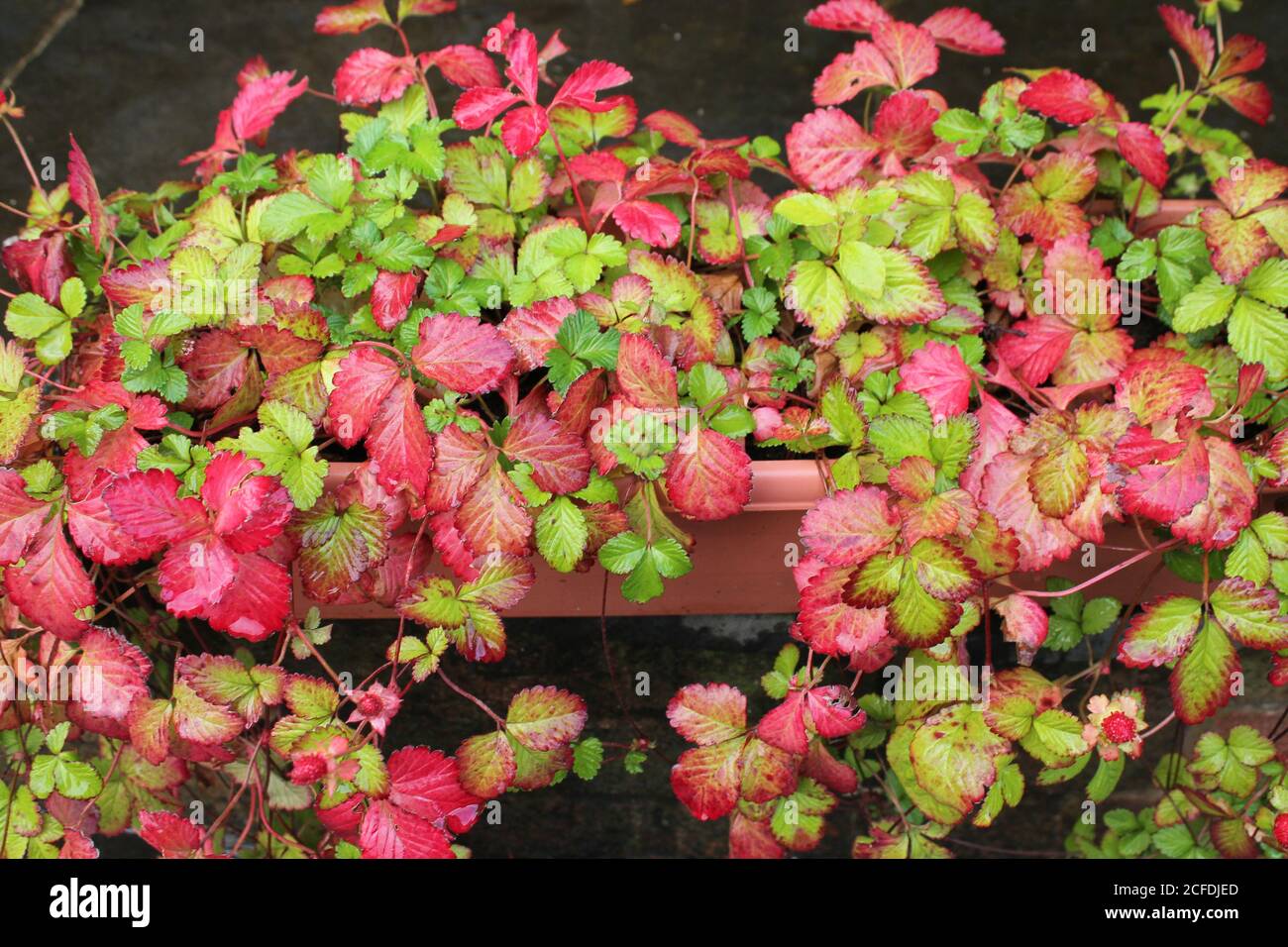 Mock Erdbeere Pflanze auch als falsche Erdbeere, Schlangenbeere und indische Beere bekannt Stockfoto
