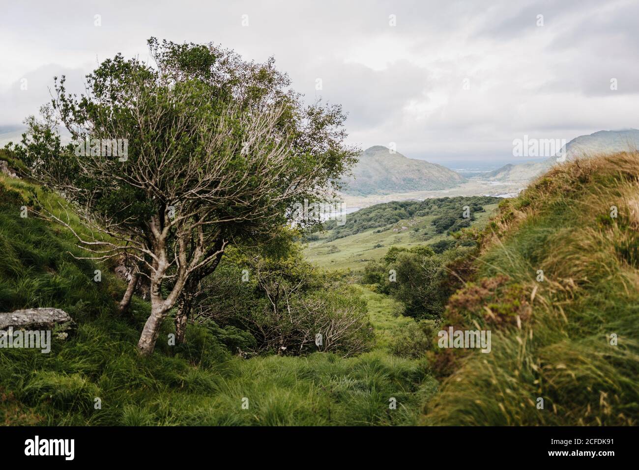 Blick auf den Upper Lake von Ladies' View, Killarney National Park, Irland Stockfoto