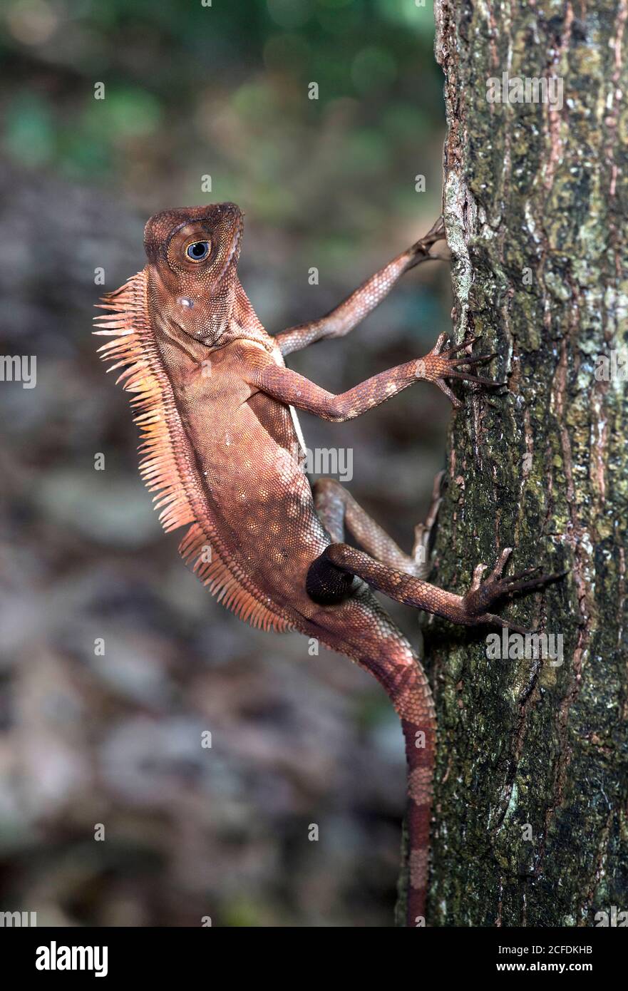 Winkelkopfdrache Gonocephalus liogaster, Familie der Agamidae, Danum Valley Conservation Area, Sabah, Borneo, Malaysia Stockfoto