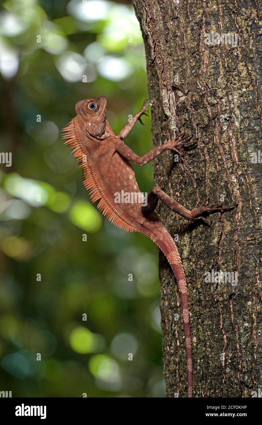 Winkelkopfdrache Gonocephalus liogaster, Familie der Agamidae, Danum Valley Conservation Area, Sabah, Borneo, Malaysia Stockfoto