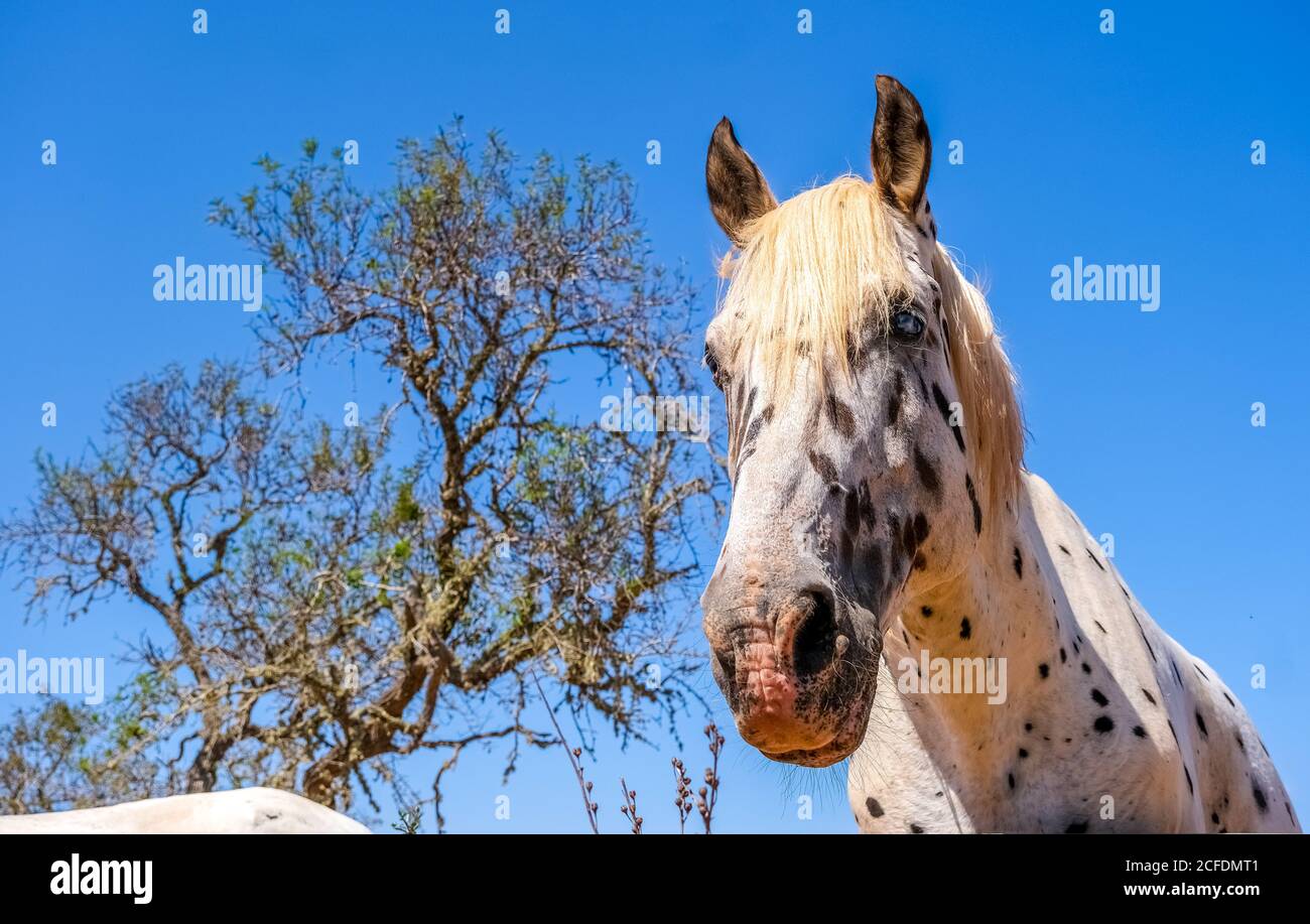 Apfelform (Geflecktes Pferd, ähnlich wie Pippi Langstrumpf) auf einer Weide bei Santanyí auf der Ferieninsel Mallorca, Balearen Stockfoto