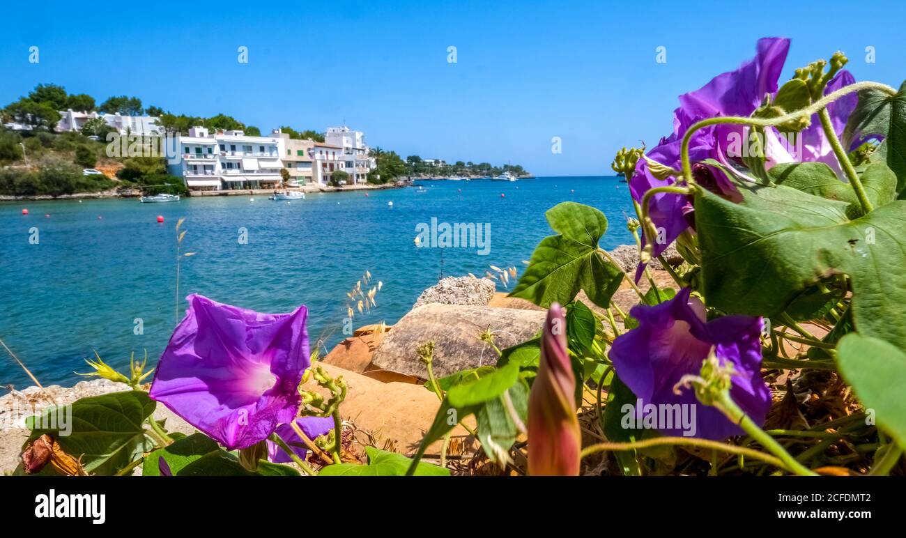 Blumen auf der leeren Promenade in Porto Petro, Ferienort im Süden von Mallorca, Europa, Balearen, Spanien Stockfoto