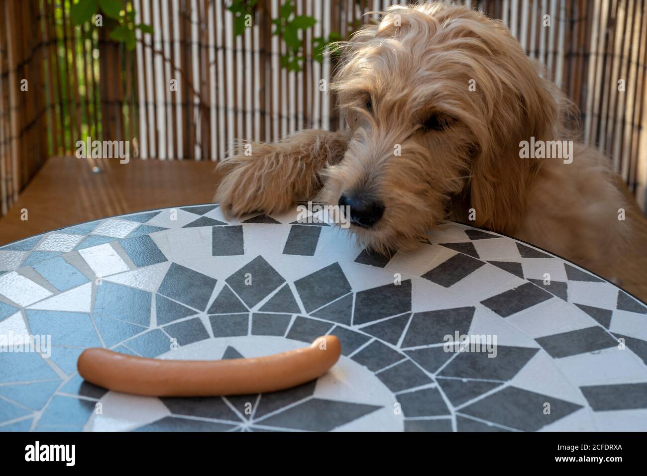 Der junge Hund Mini Golddoodle schaut sich eine Wiener Wurst an  Stockfotografie - Alamy
