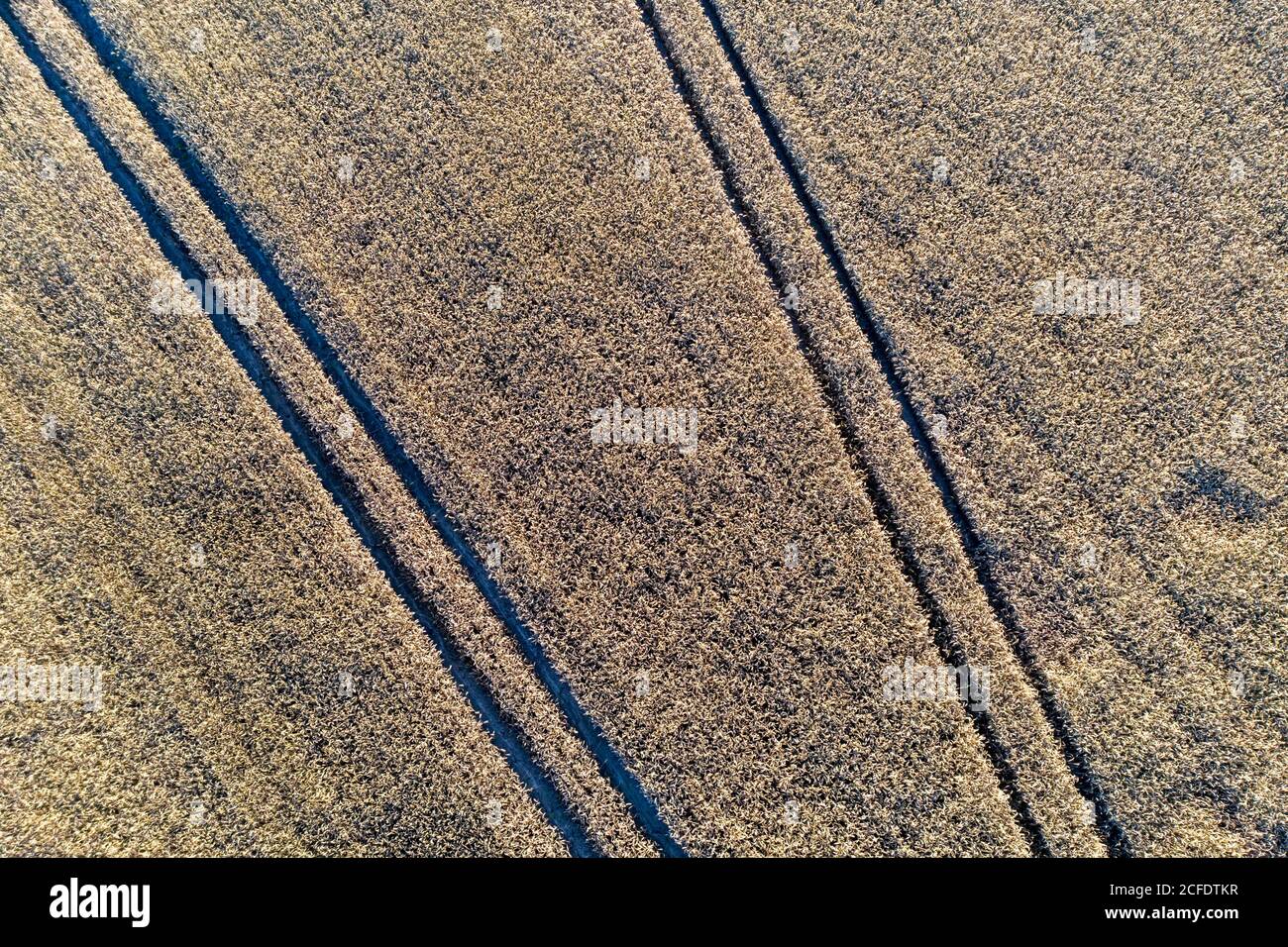 Getreidefeld mit Spuren von Landmaschinen, aus der Luft gesehen. Stockfoto