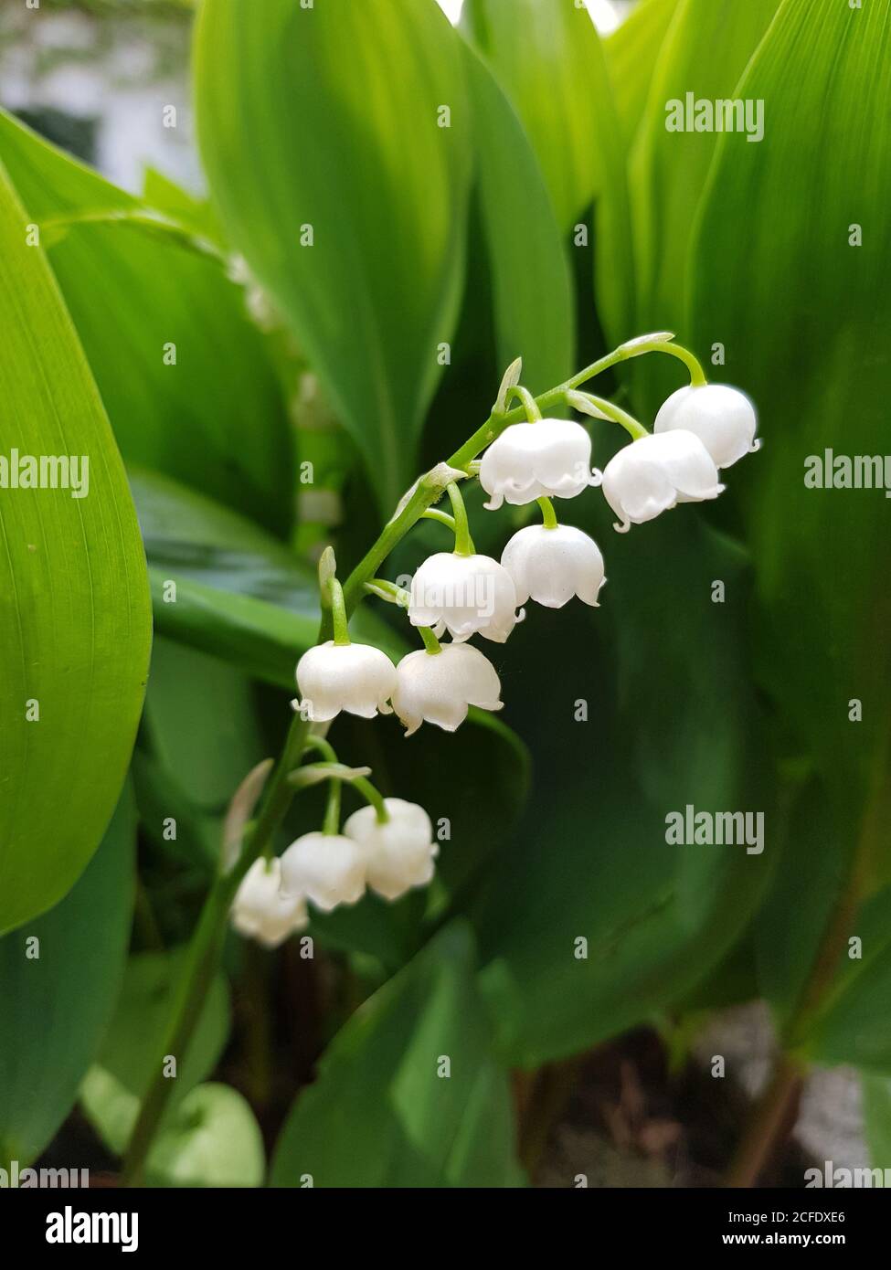 Maiglöckchen, lateinischer Name Convallaria majalis, blüht Stockfoto