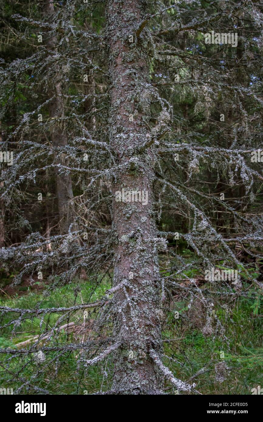 Alter Baum mit Baummoos - Wandern rund um Karlstift, Waldviertel, Österreich Stockfoto