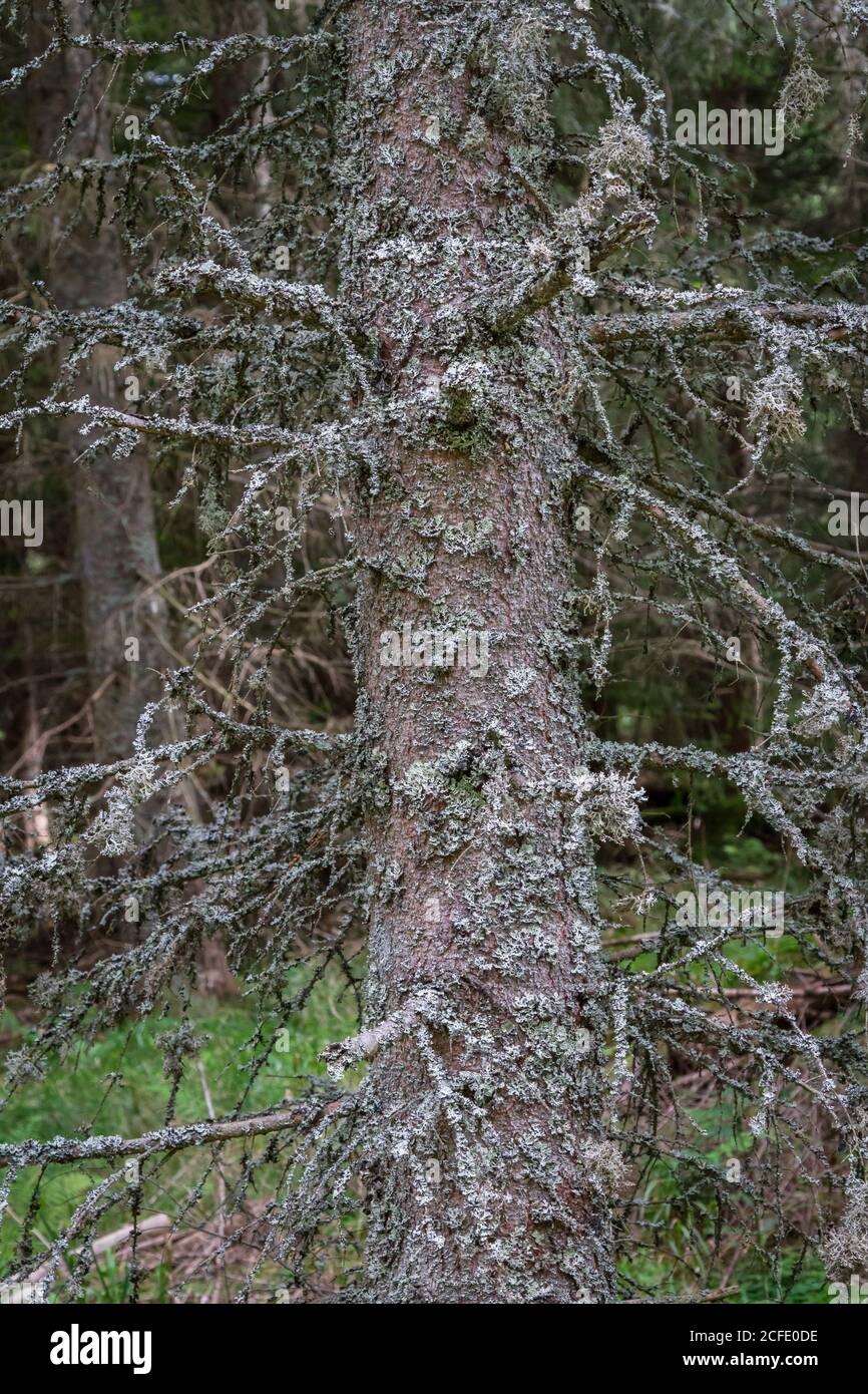Alter Baum mit Baummoos - Wandern rund um Karlstift, Waldviertel, Österreich Stockfoto