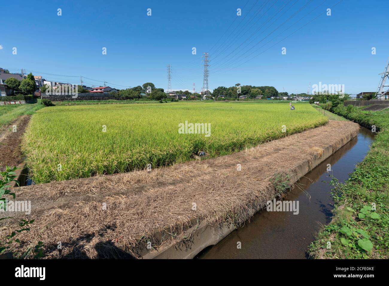 Reisfeld im September (Spätsommer, Frühherbst), Stadt Isehara, Präfektur Kanagawa, Japan. Stockfoto