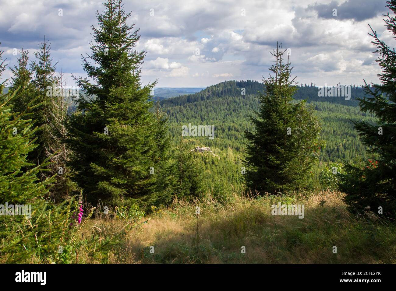 Wald - Wandern rund um Karlstift, Waldviertel, Österreich Stockfoto