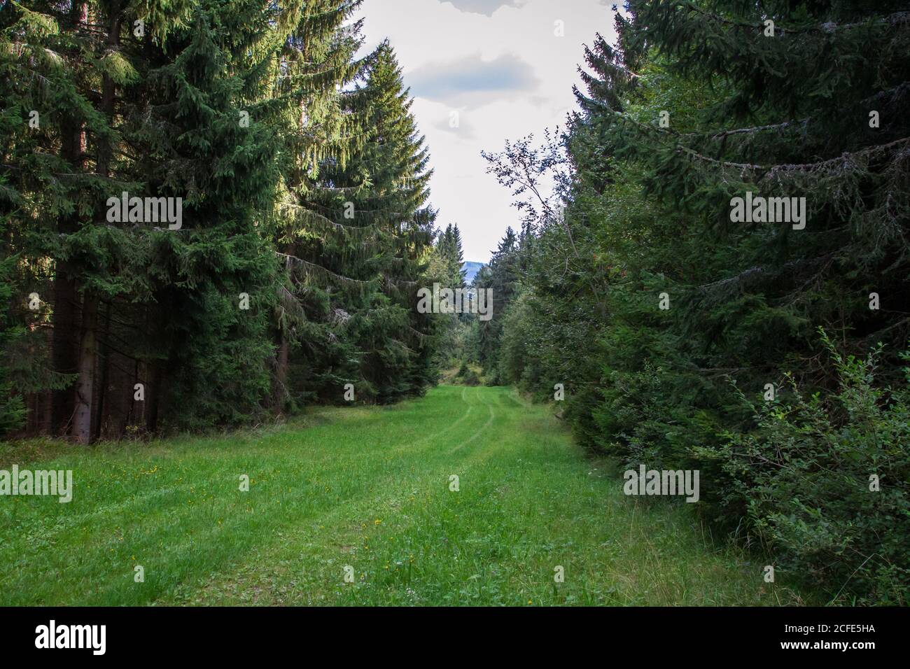 Skipiste Eichelberg im Sommer - Wandern rund um Karlstift, Waldviertel, Österreich Stockfoto