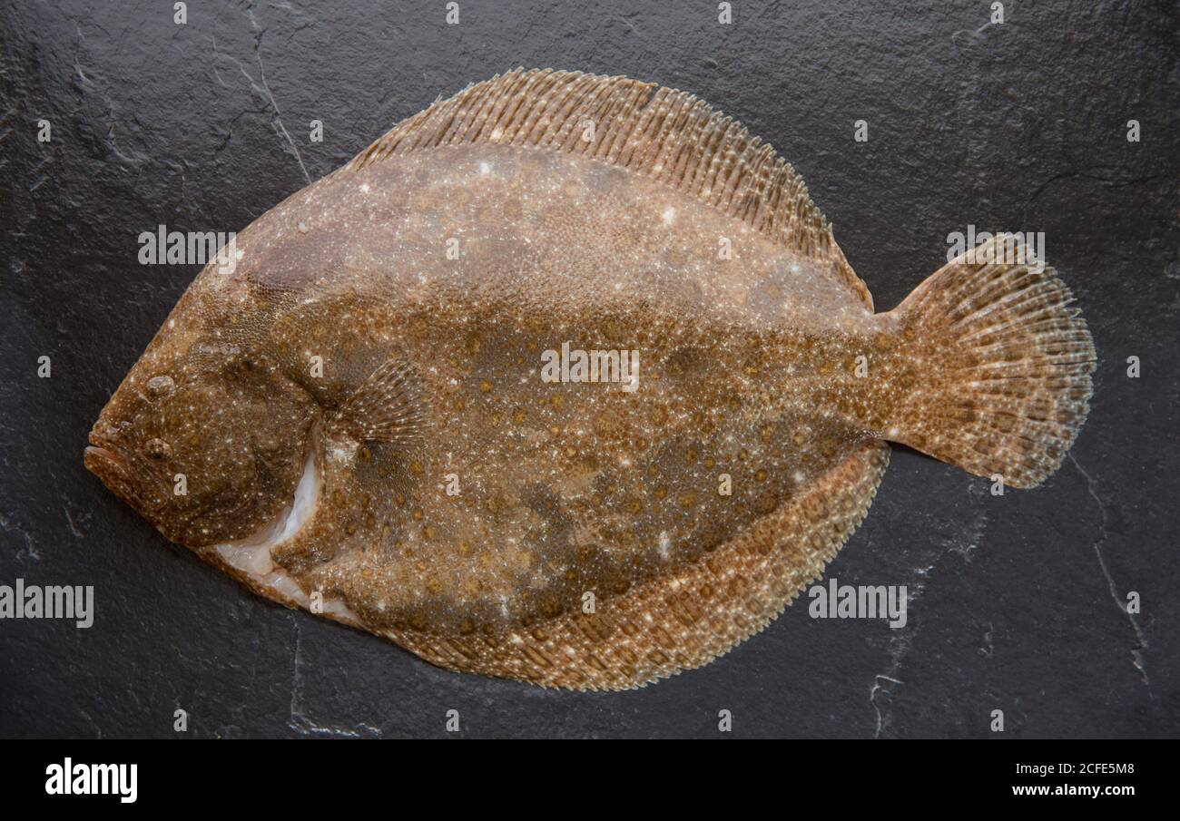 Ein ganz roher, ungekochte Brill, Scophthalmus rhombus, der im Ärmelkanal gefangen wurde. Dunkler Schieferhintergrund. Devon England GB Stockfoto