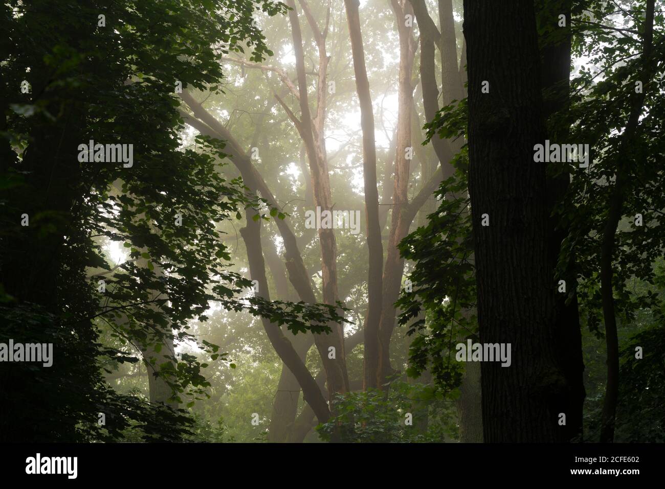 Nasser Wald am frühen Morgen im Sommer, mit leichtem Nebel in den Baumkronen Stockfoto